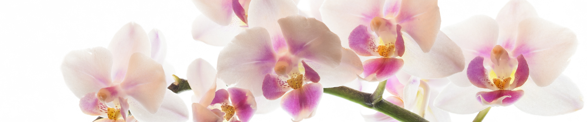 slider image slider_item_mHBtaA